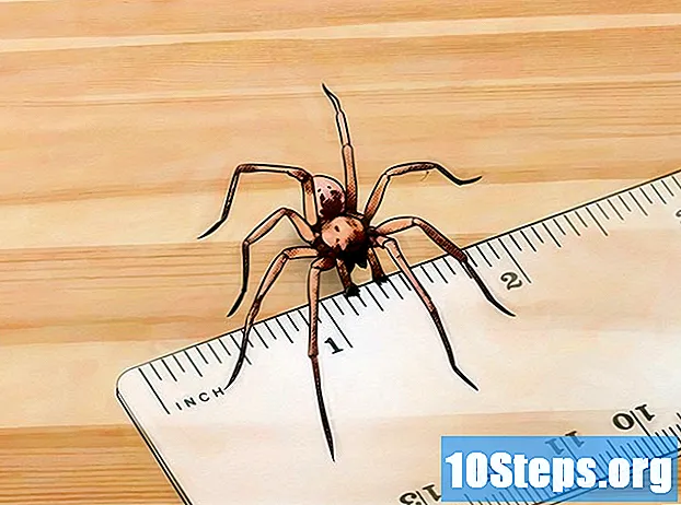Sådan identificeres edderkoppesæder - Tips