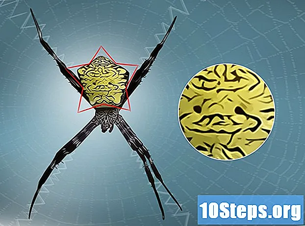 Kā identificēt dzelteno tīmekļa zirnekli (Nephila clavipes)