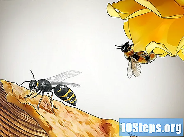 Cách xác định ong bắp cày