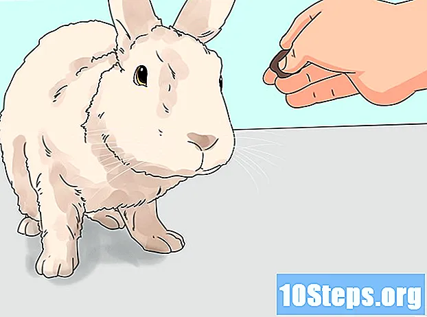 Làm thế nào để nuôi một con thỏ - LờI Khuyên