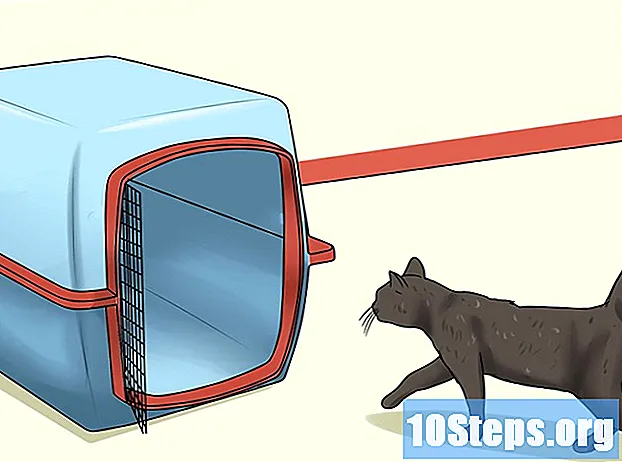 Hoe u de kat naar de dierenarts brengt