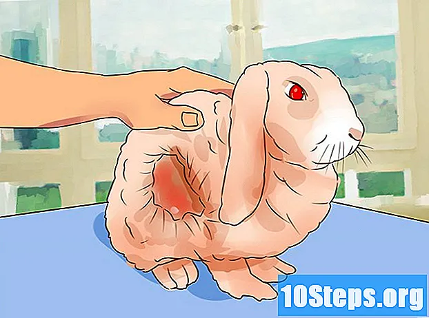Hur man hanterar en sjuk kanin
