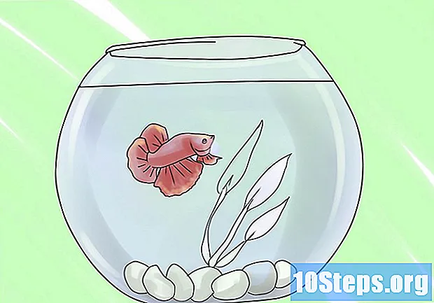 Kako očistiti Betta akvarije