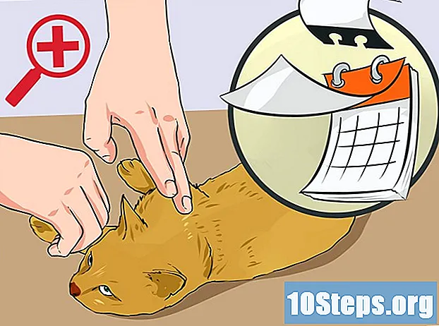 Sådan renses en kattsår - Tips