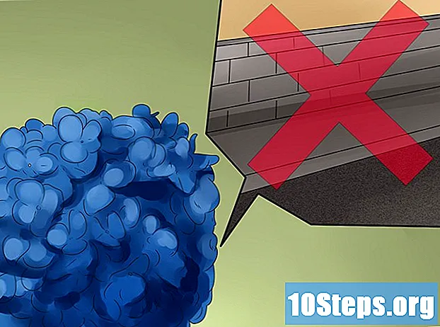 Hoe de kleur van blauwe hortensia's te behouden