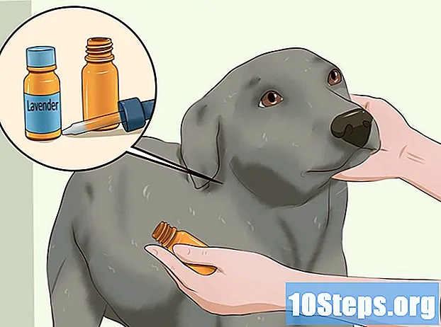 Как да убием бълхи при кучета