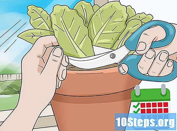 Come piantare la lattuga al chiuso