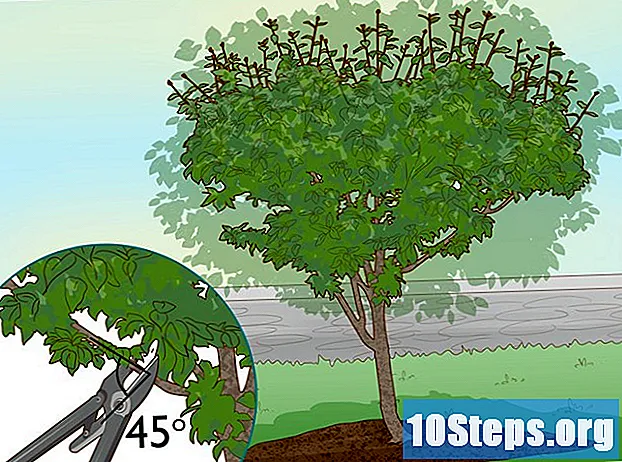 Hoe pruimenbomen te planten