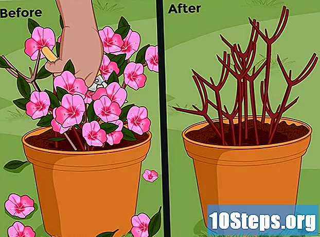 Come piantare le azalee