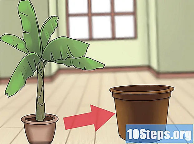 ポットにバナナの木を植える方法