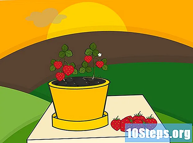 Cómo plantar fresas en una maceta