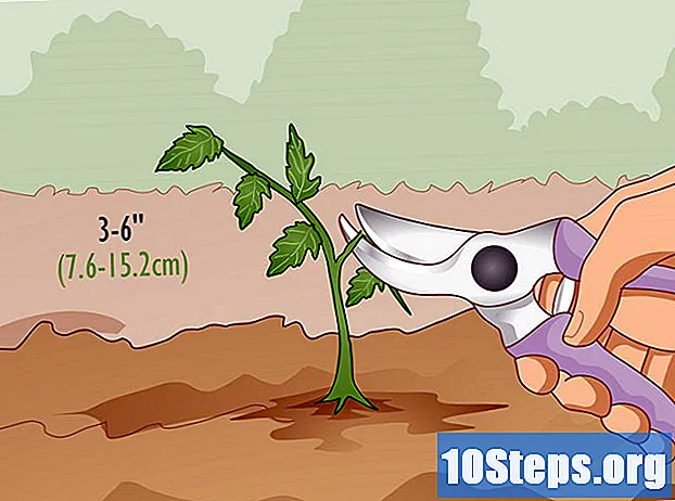 Hoe cayennepeper te planten