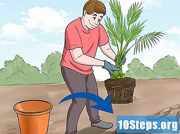 Cum să plantăm semințe de dată