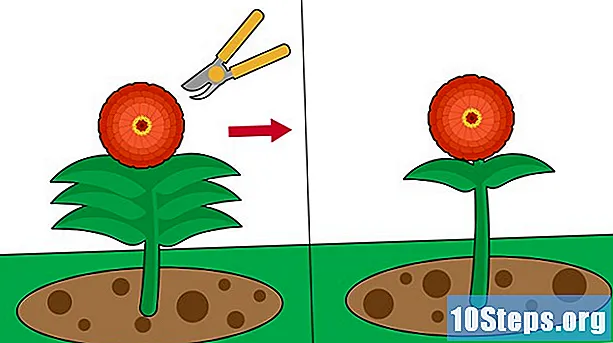ジニアを植える方法