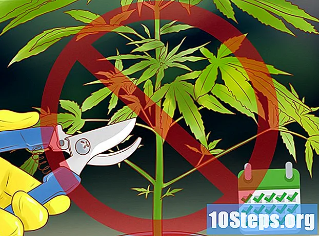 Cum să prune marijuana