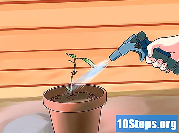 วิธีการพรุน Geraniums