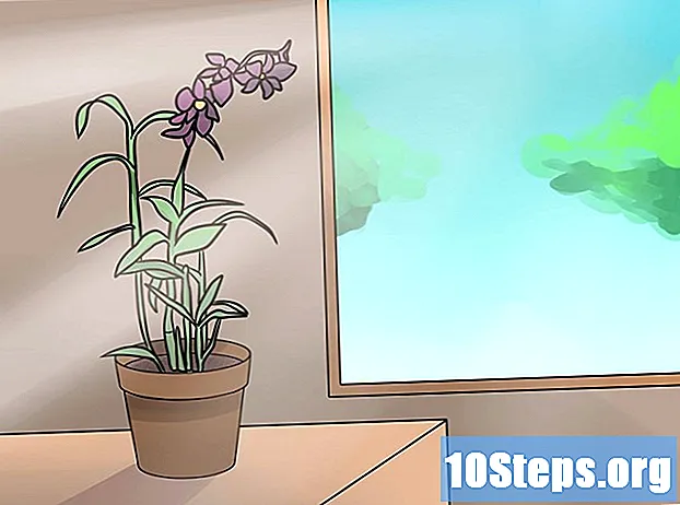 Jak przycinać orchidee