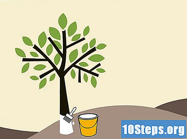Cara Memangkas Pokok Buah Jeruk