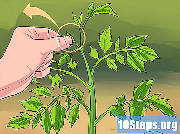 Kaip genėti pomidorus
