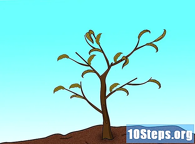 Cara Memangkas Pokok Persik