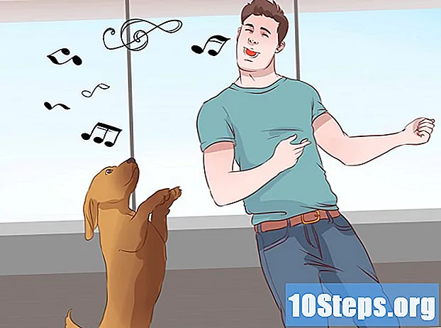 Wie Sie mit Ihrem Hund trainieren