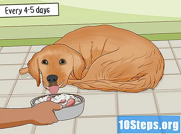 Cómo preparar comida casera para perros