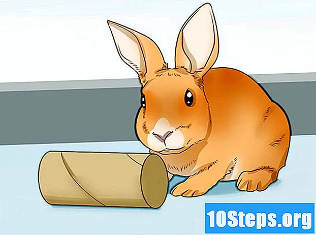 Cách chuẩn bị lồng thỏ