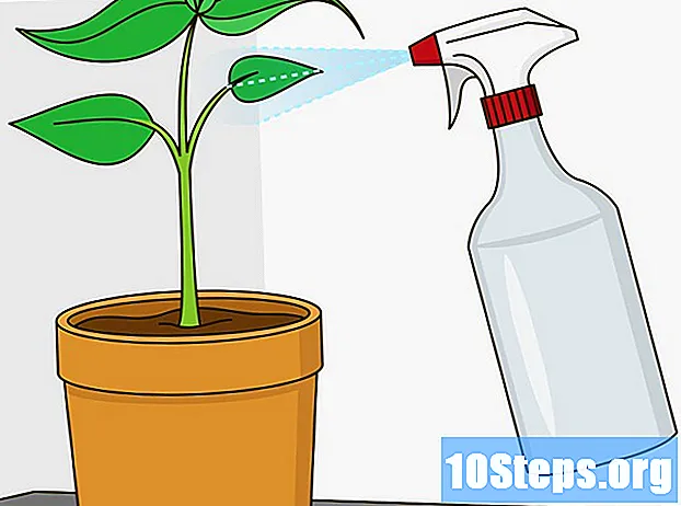 植物を回復する方法