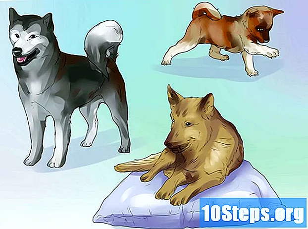 Πώς να αφαιρέσετε τα ακάρεα από το αυτί του σκύλου
