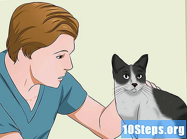 Hogyan lehet eltávolítani a macska vizelet illatát