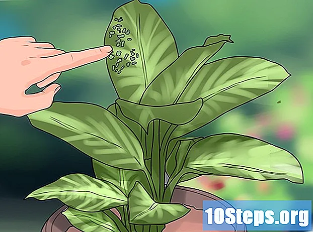 Ako odstrániť tmavé tipy z listov izbovej rastliny