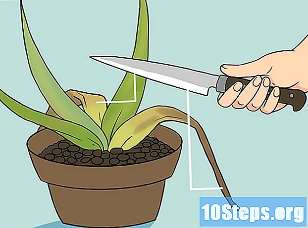 Ako oživiť umierajúcu rastlinu Aloe Vera