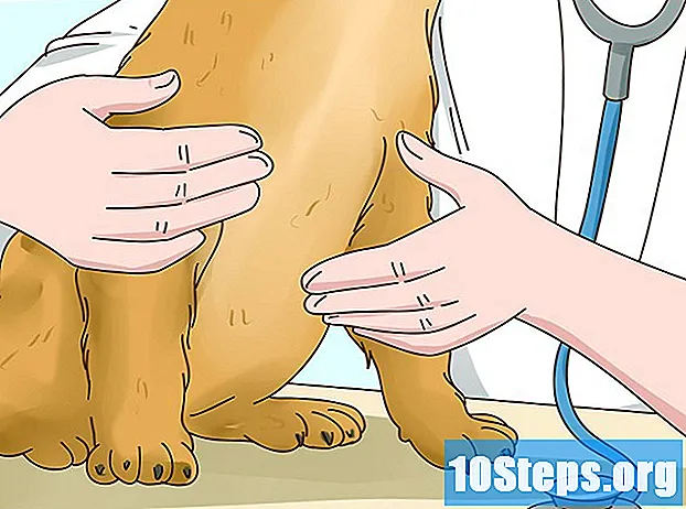 Ako zistiť, či je váš pes v Cio