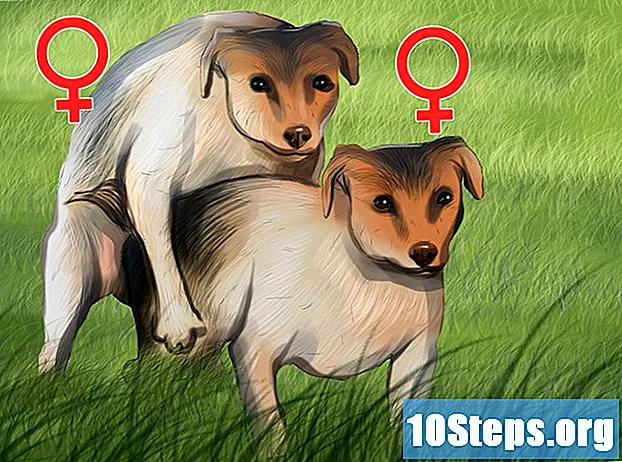 Hogyan lehet tudni, hogy egy kutya hím vagy nő