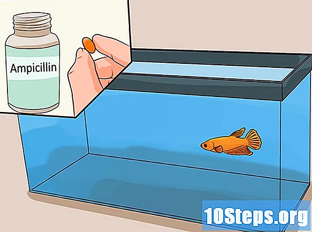 Hvordan vite om en Betta-fisk er syk