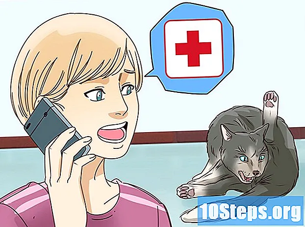 Ako zistiť, či mačka vstupuje do práce