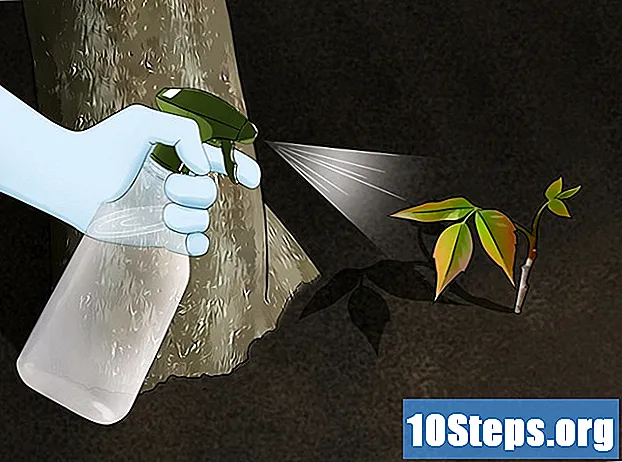 Ako sa zbaviť Poison Ivy Prirodzene