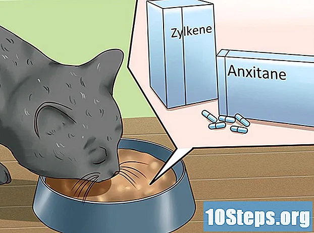 Come sedare un gatto