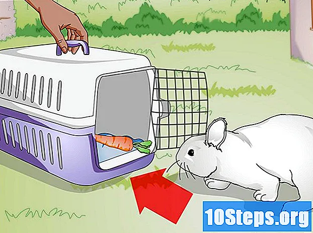 วิธีการจับกระต่าย