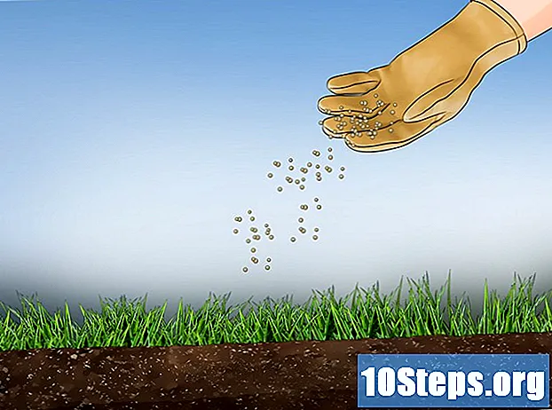 Cómo sembrar hierba - Consejos