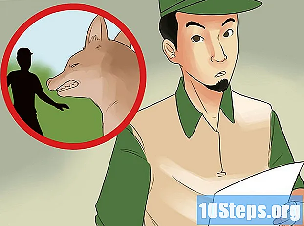 Hur man överlever en Coyote Attack