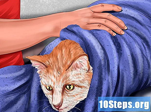 Sådan frigøres et klæbemiddel fra kattens pels - Tips