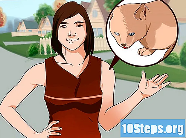 Làm thế nào để vượt qua nỗi sợ mèo của bạn - LờI Khuyên