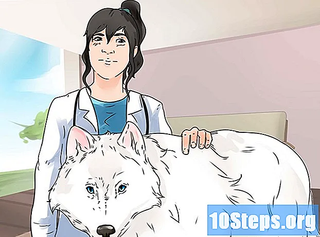 Как завести волка в качестве домашнего питомца