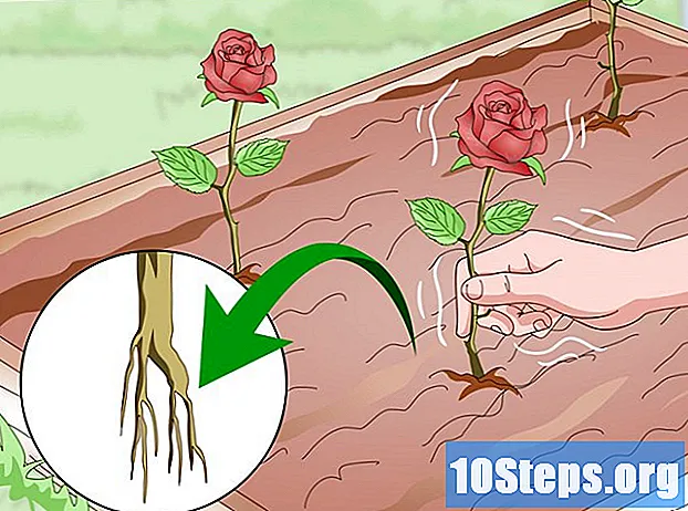 Cara Mengambil Bibit Mawar