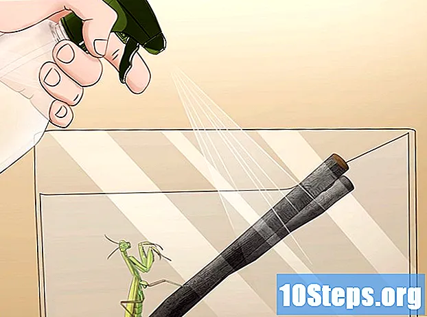 Hvordan ta vare på en mantis