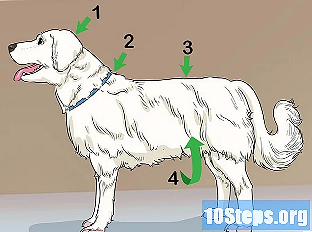 Kuinka leikata koiraasi