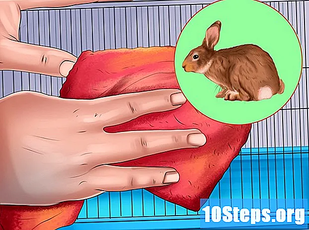 Hur man behandlar pasteurellos hos kaniner