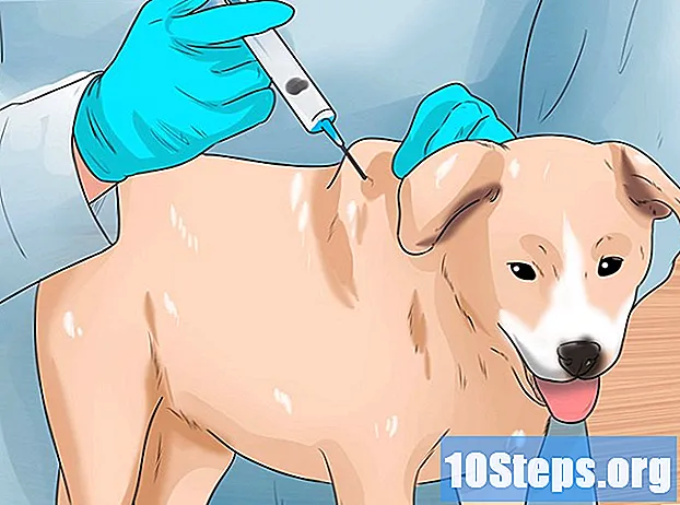 Hoe bloedarmoede bij honden te behandelen