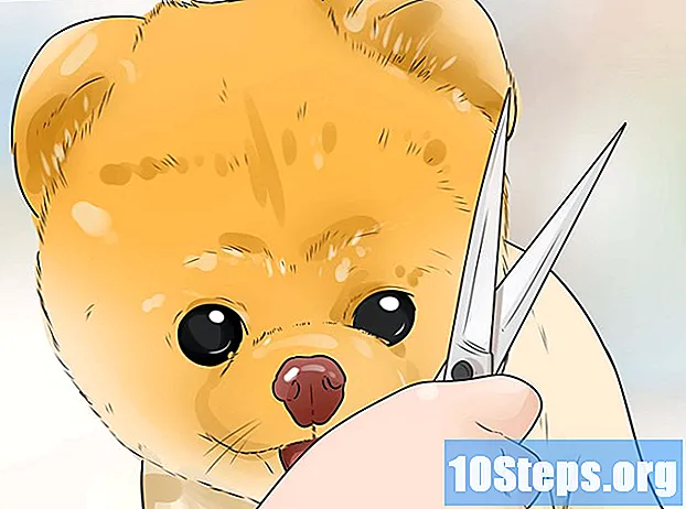 วิธีการรักษา Pomeranian Lulu